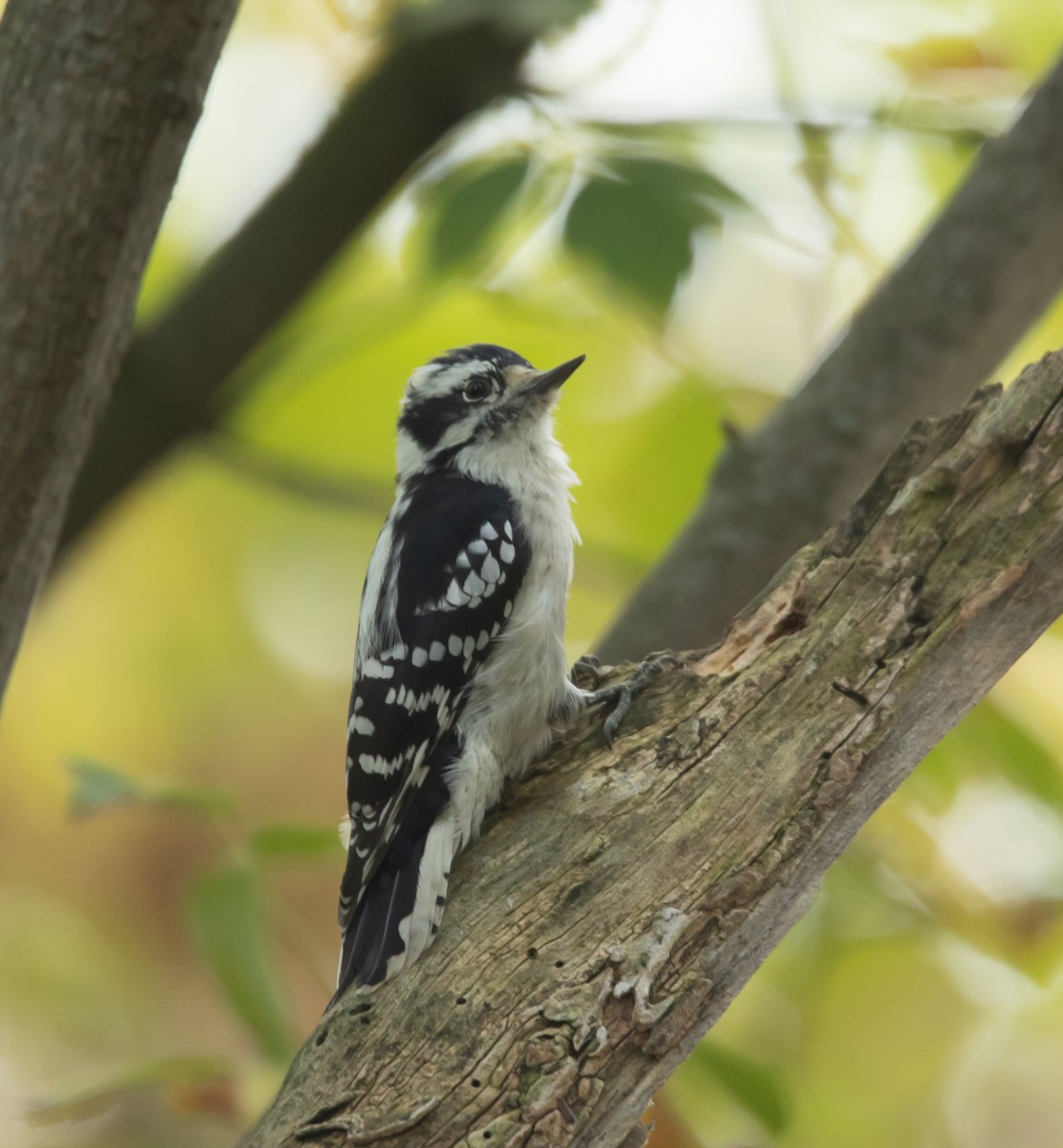 Downy Woodpecker - ML642339873