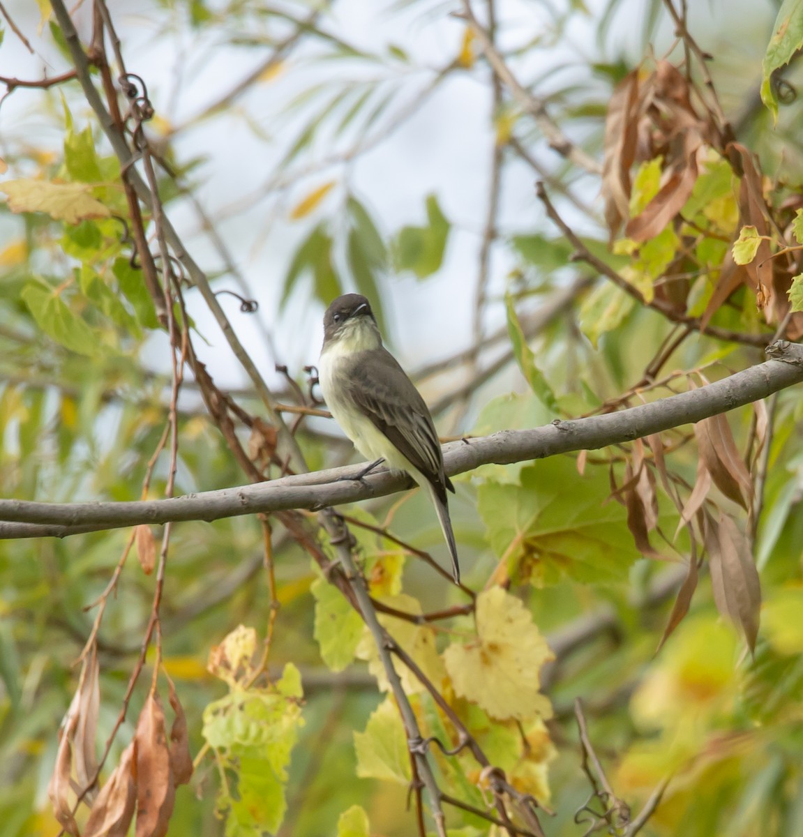 Eastern Phoebe - ML642339889