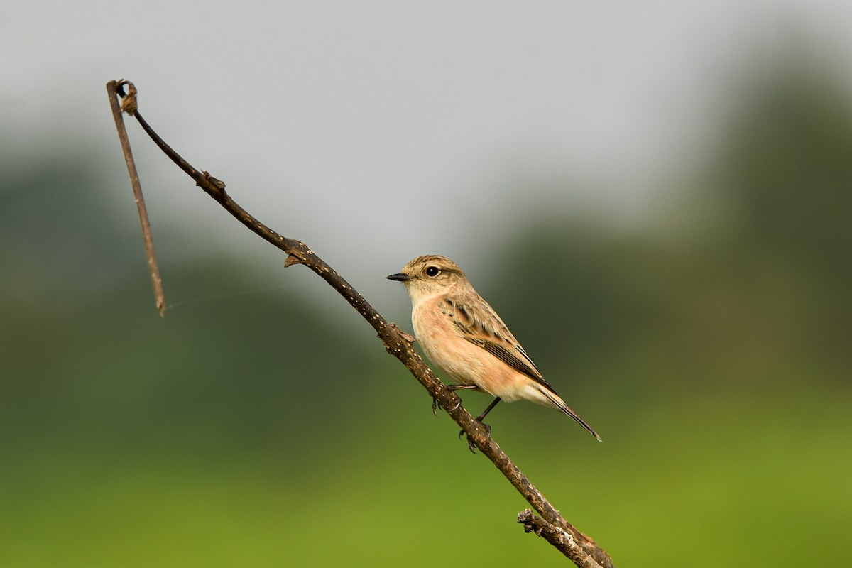 Siberian Stonechat - ML642339913