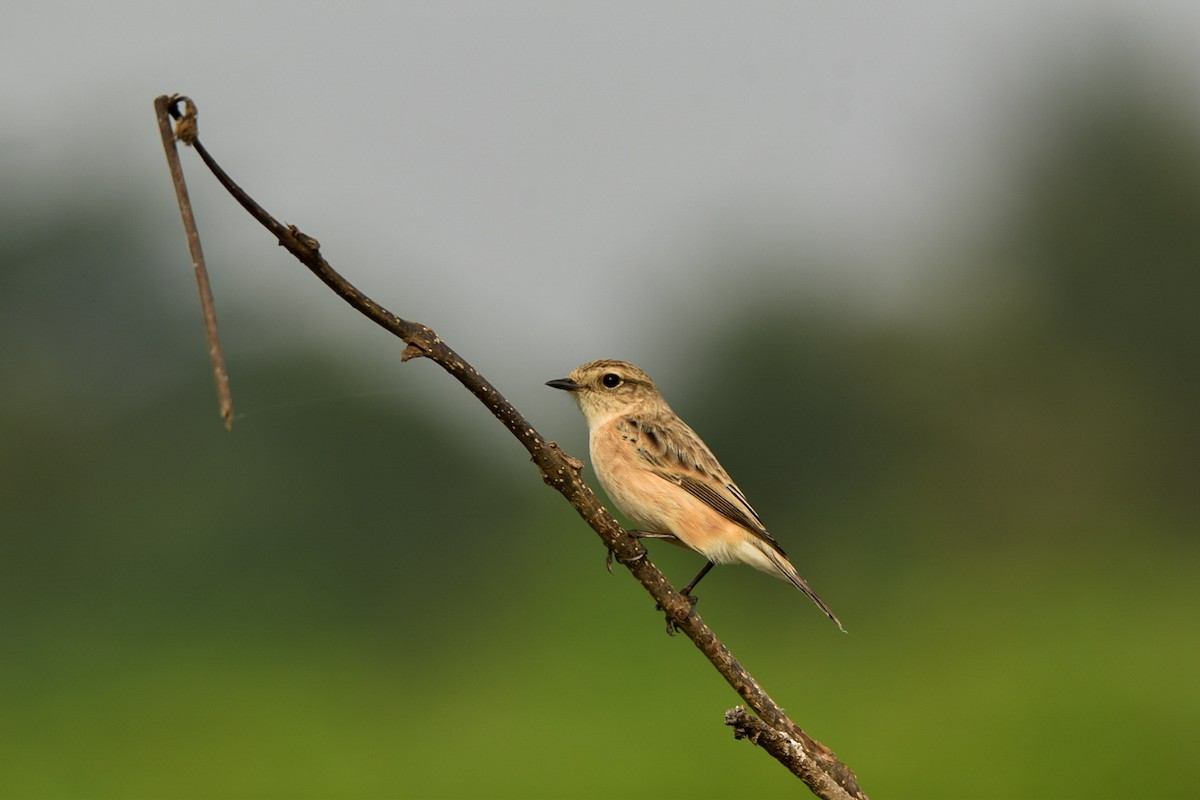 Siberian Stonechat - ML642339914