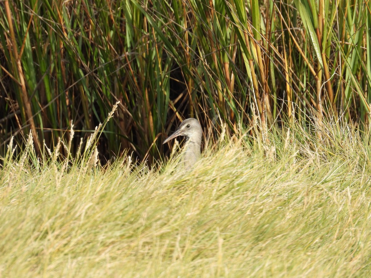 Clapper Rail - ML642339922