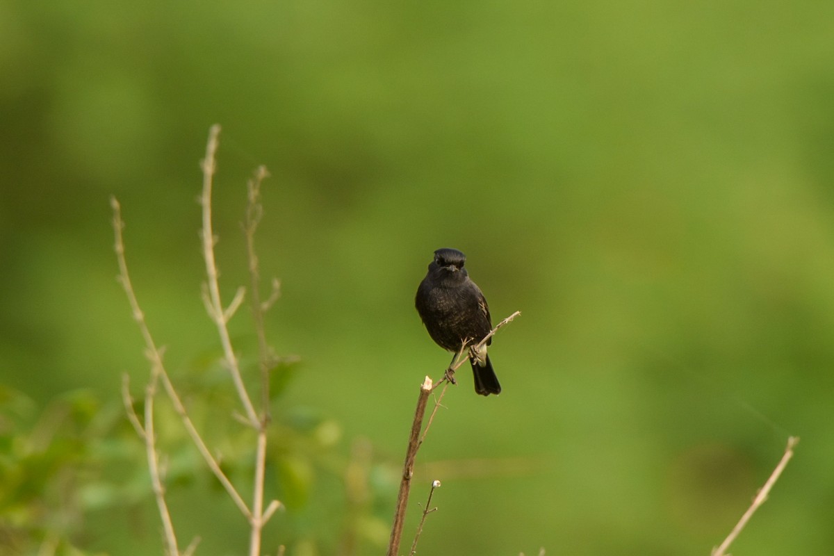 Pied Bushchat - ML642339934