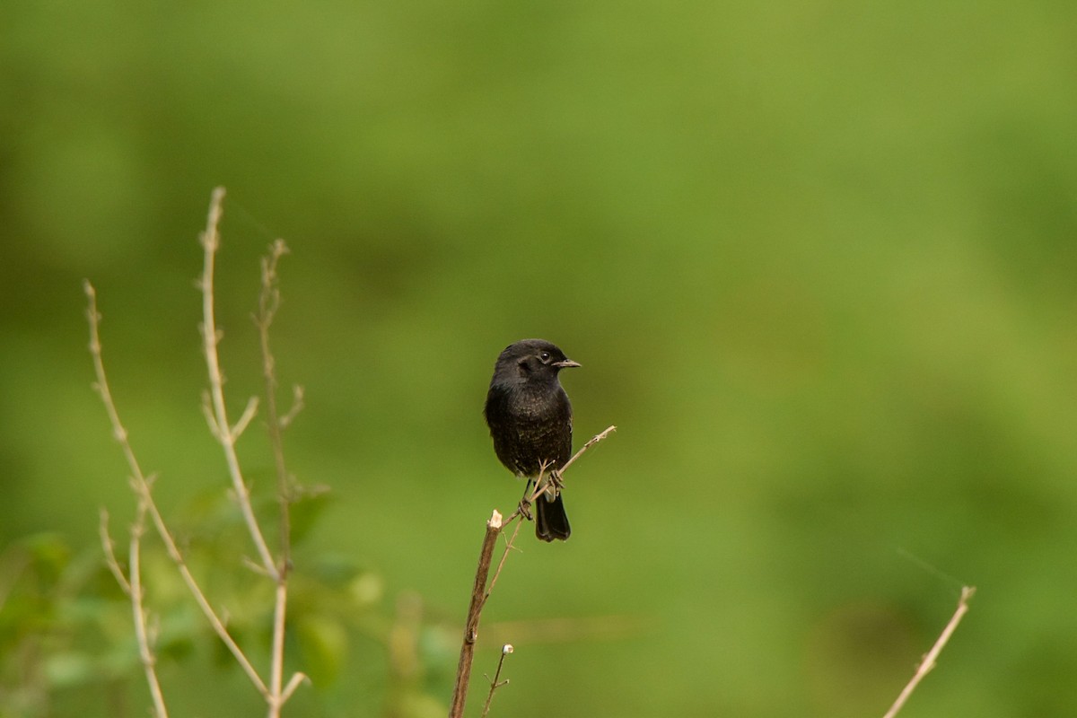 Pied Bushchat - ML642339935