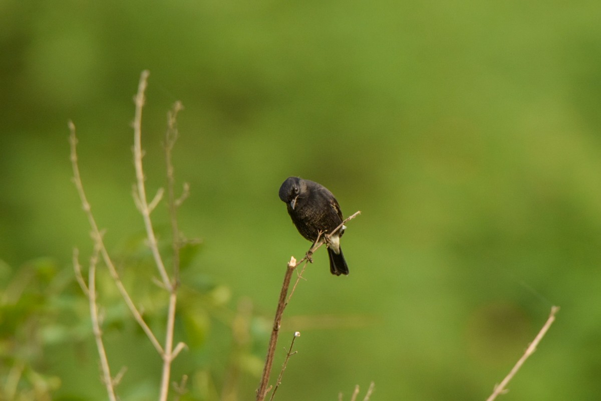Pied Bushchat - ML642339936
