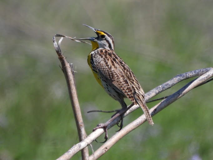 Eastern Meadowlark (Eastern) - ML642339938
