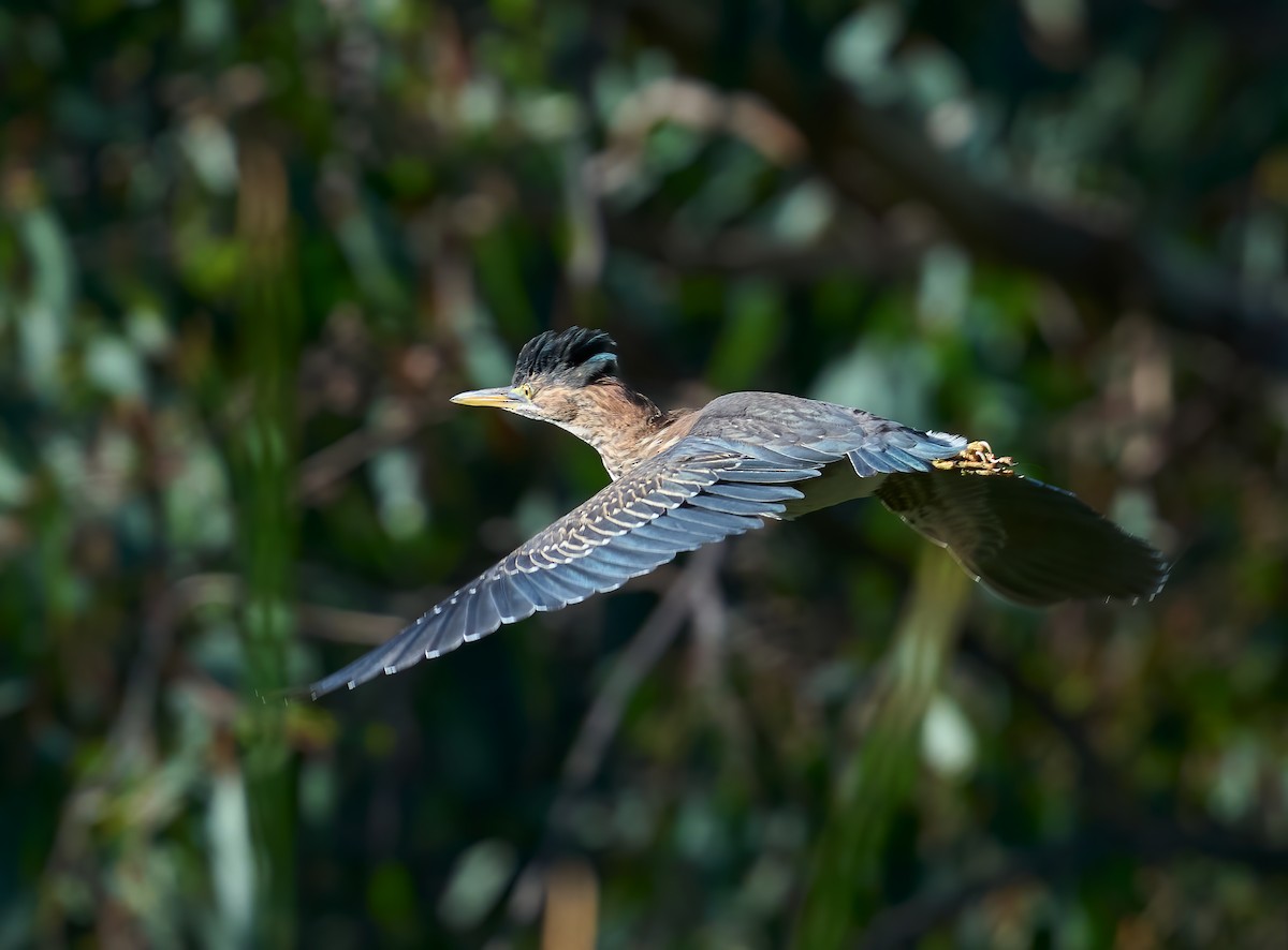 Green Heron - ML642339939