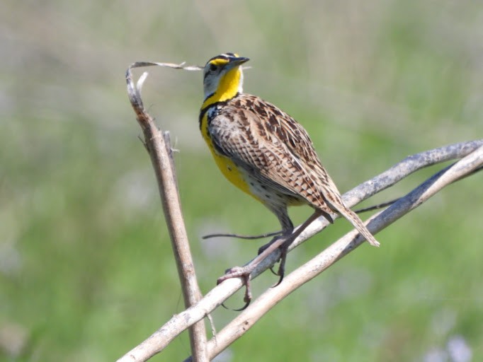 Eastern Meadowlark (Eastern) - ML642339942
