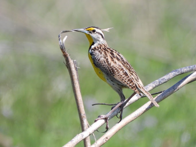 Eastern Meadowlark (Eastern) - ML642339947