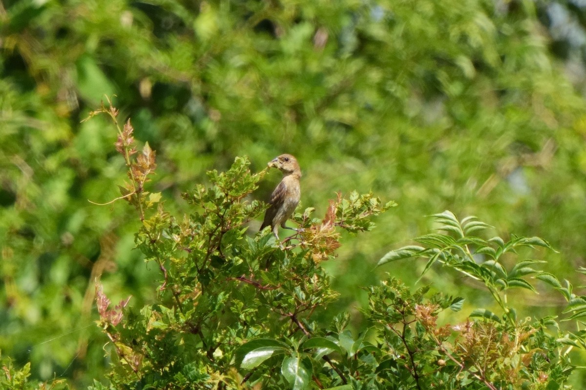 Blue Grosbeak - ML642339948