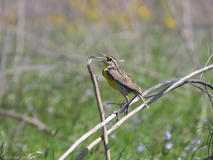 Eastern Meadowlark (Eastern) - ML642339955