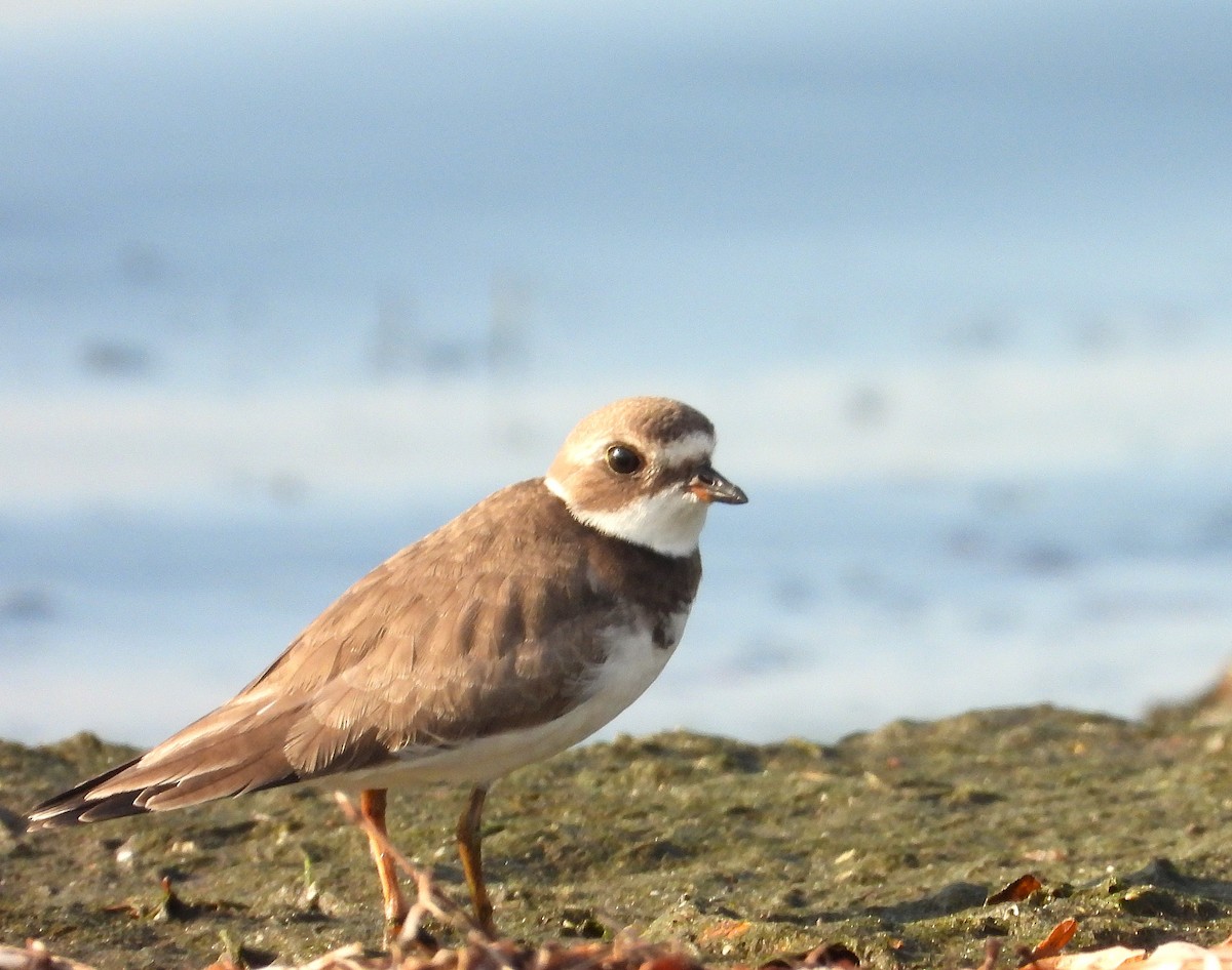 Semipalmated Plover - ML642339956