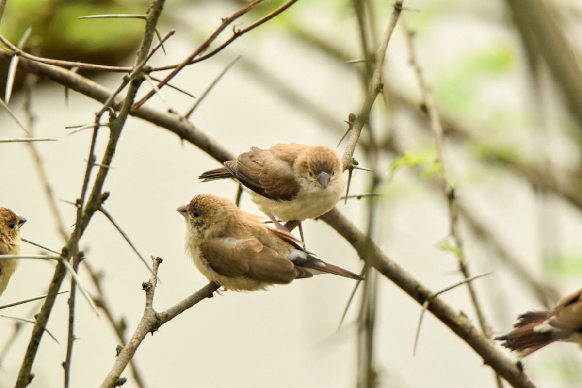 Indian Silverbill - ML642339961