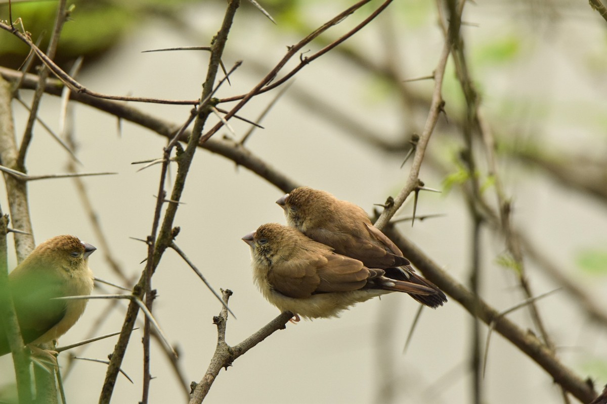 Indian Silverbill - ML642339962