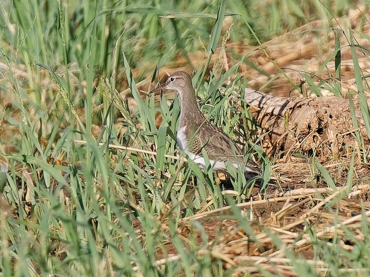 Spotted Sandpiper - ML642339975