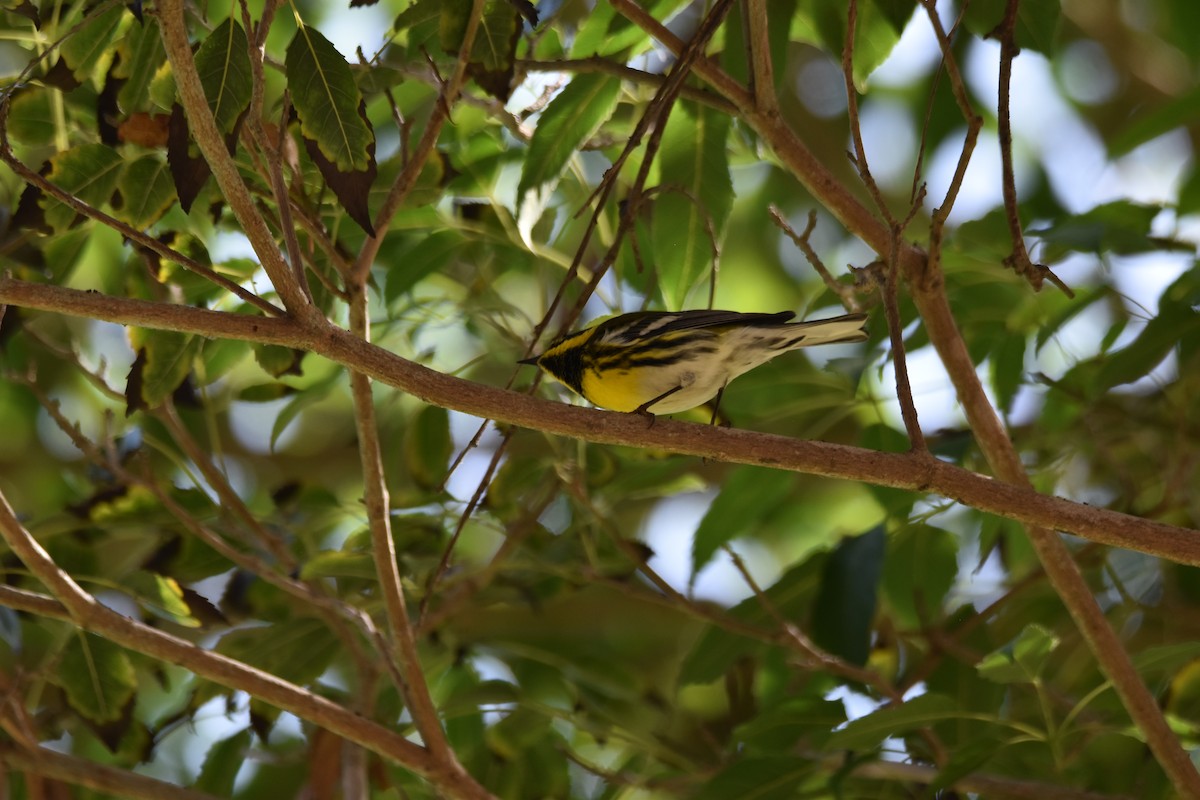 Townsend's Warbler - ML642340000