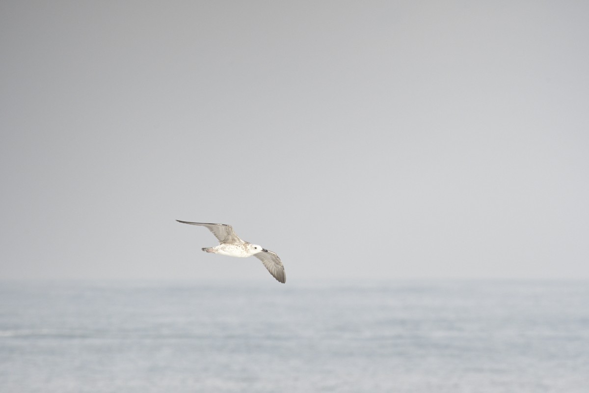 Lesser Black-backed Gull - ML642340004