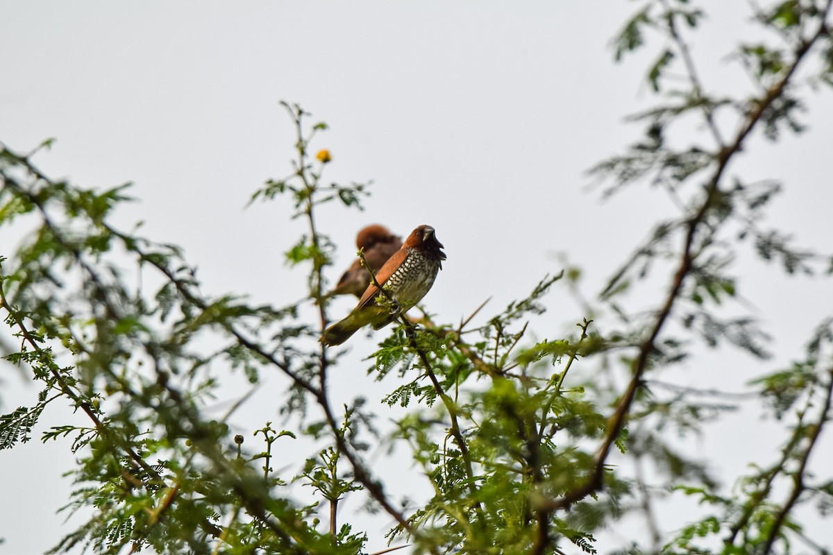 Scaly-breasted Munia - ML642340007