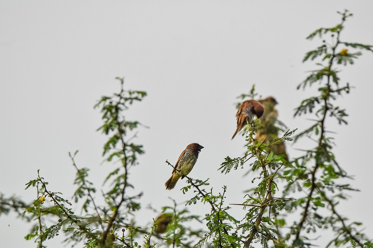 Scaly-breasted Munia - ML642340008