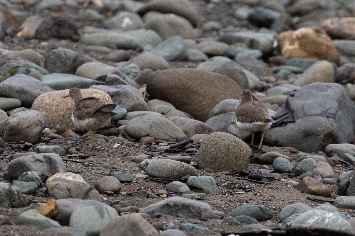 Spotted Sandpiper - ML642340012