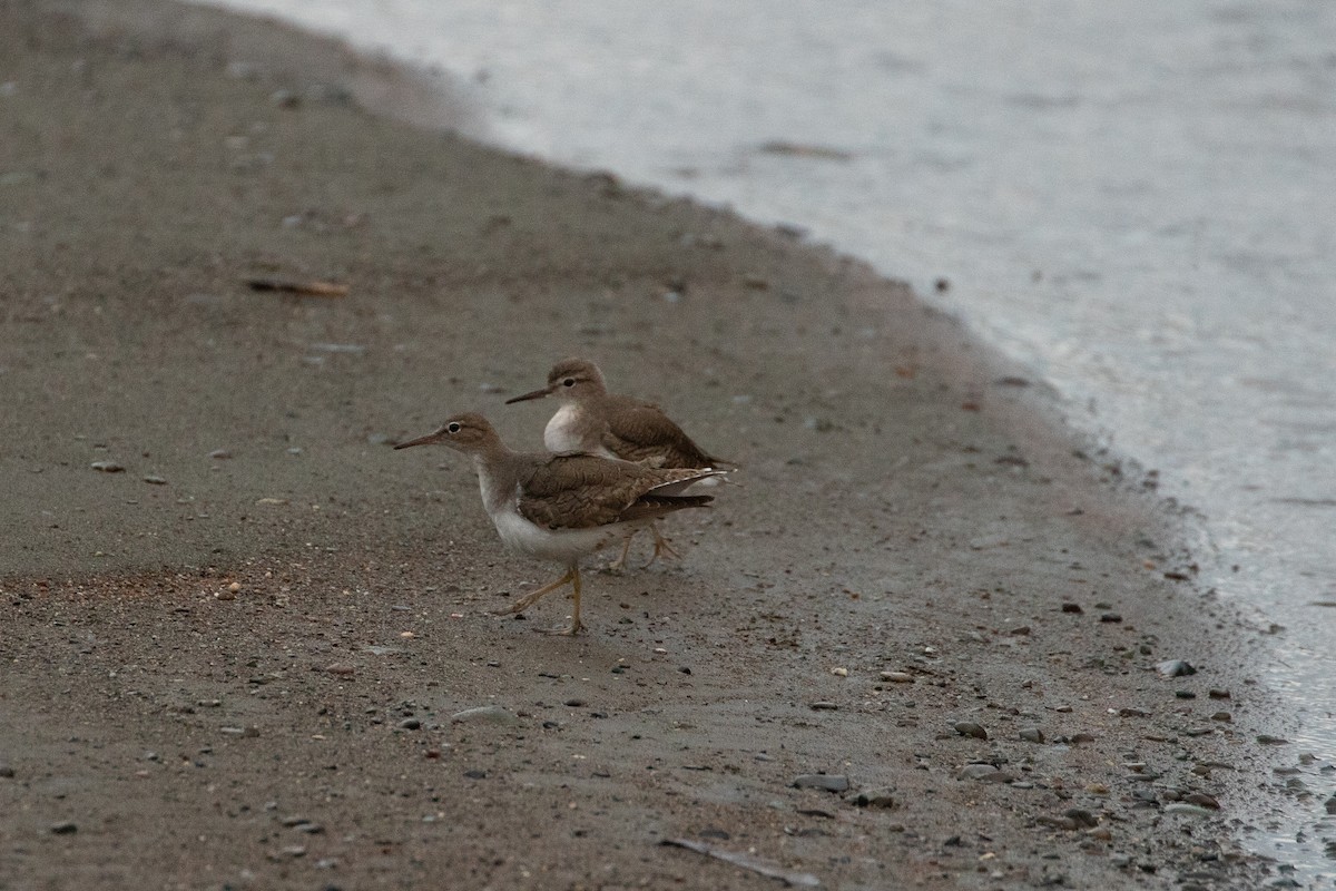 Spotted Sandpiper - ML642340020