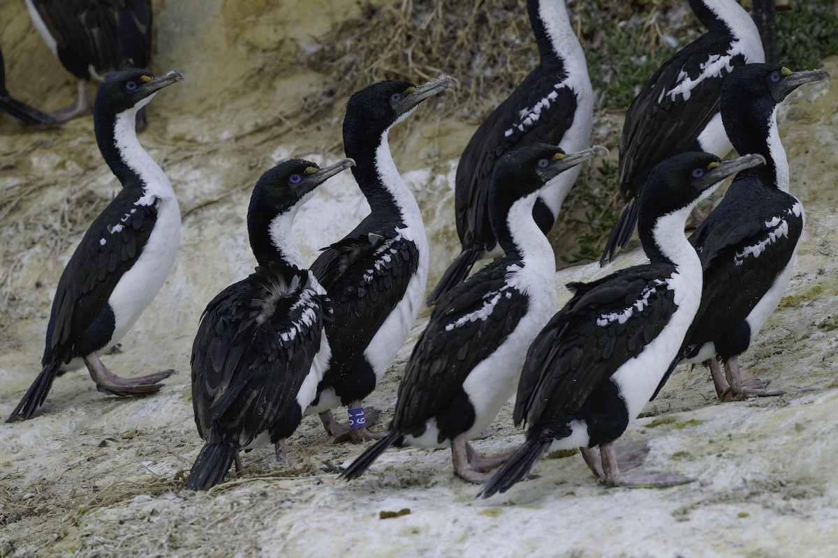 New Zealand King Shag - ML642340021