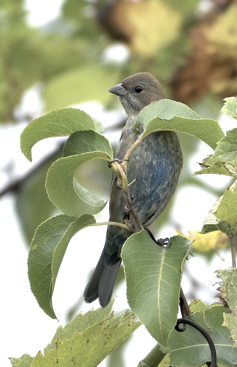 Indigo Bunting - ML642340025