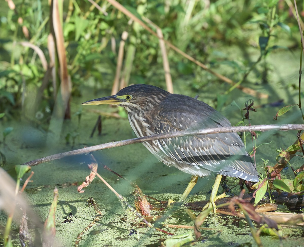 Green Heron - ML642340042