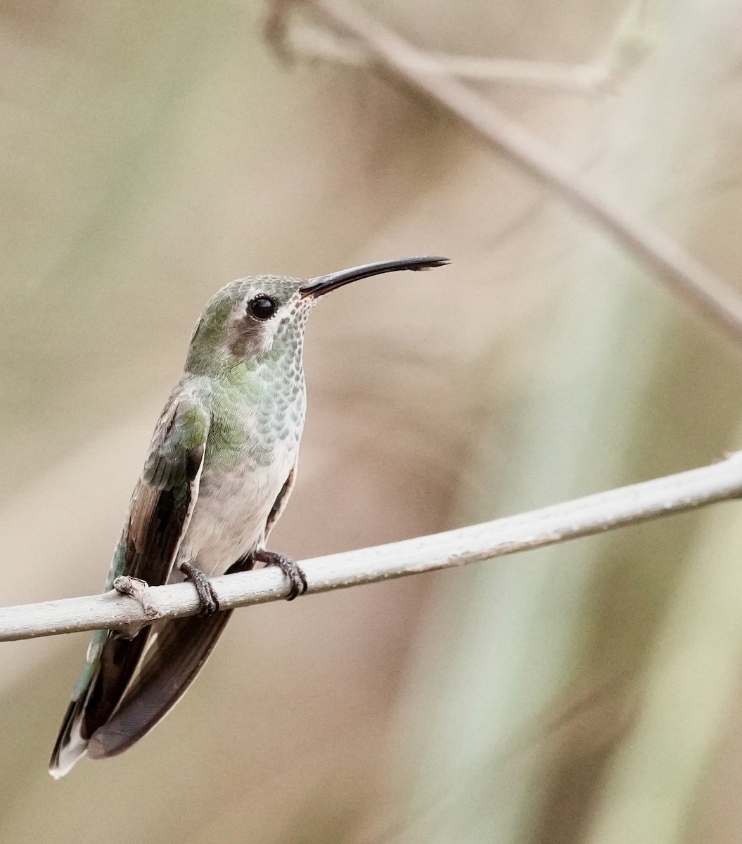 White-tailed Goldenthroat - ML642340047
