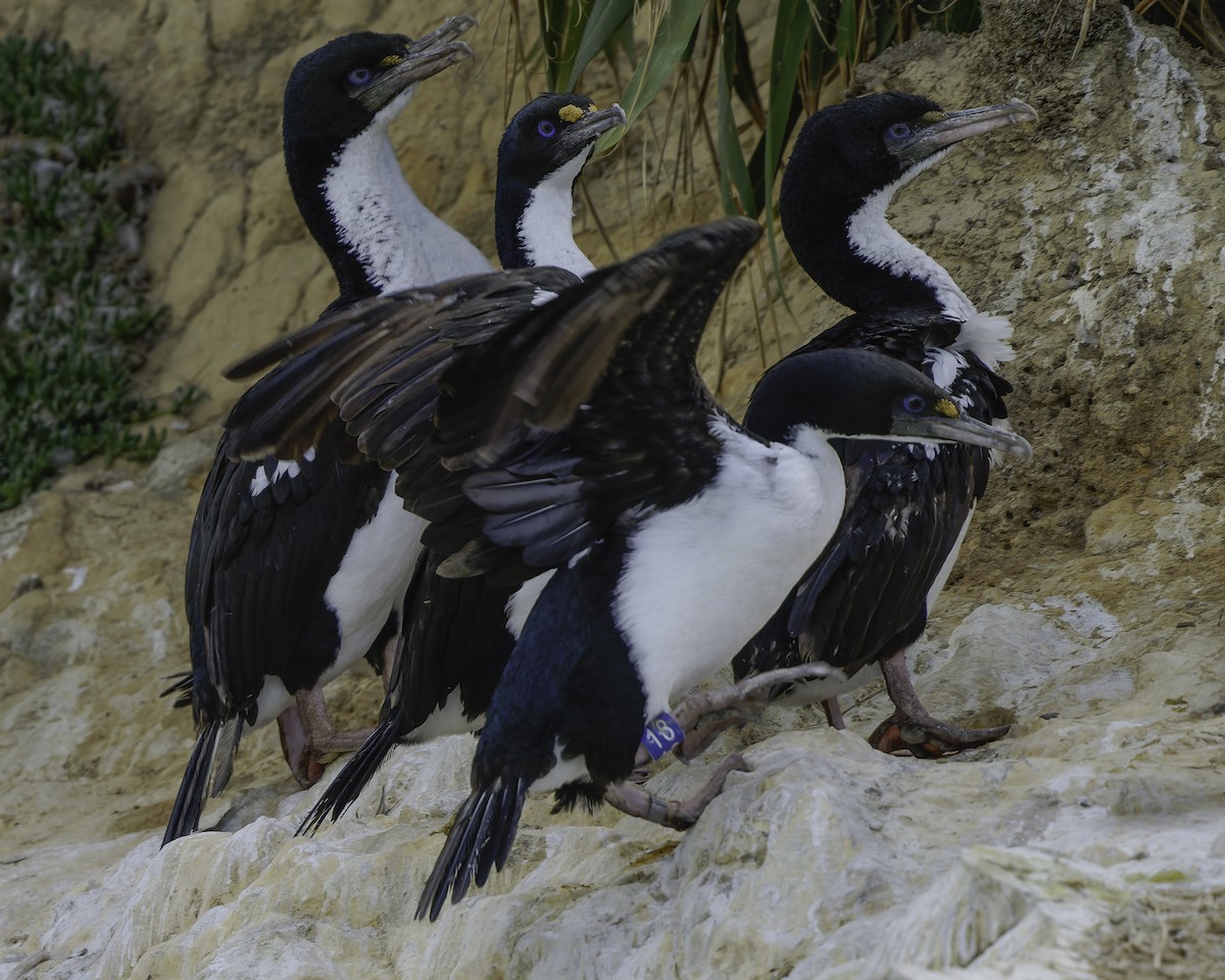 New Zealand King Shag - ML642340063