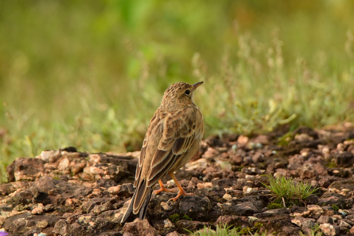 Paddyfield Pipit - ML642340066