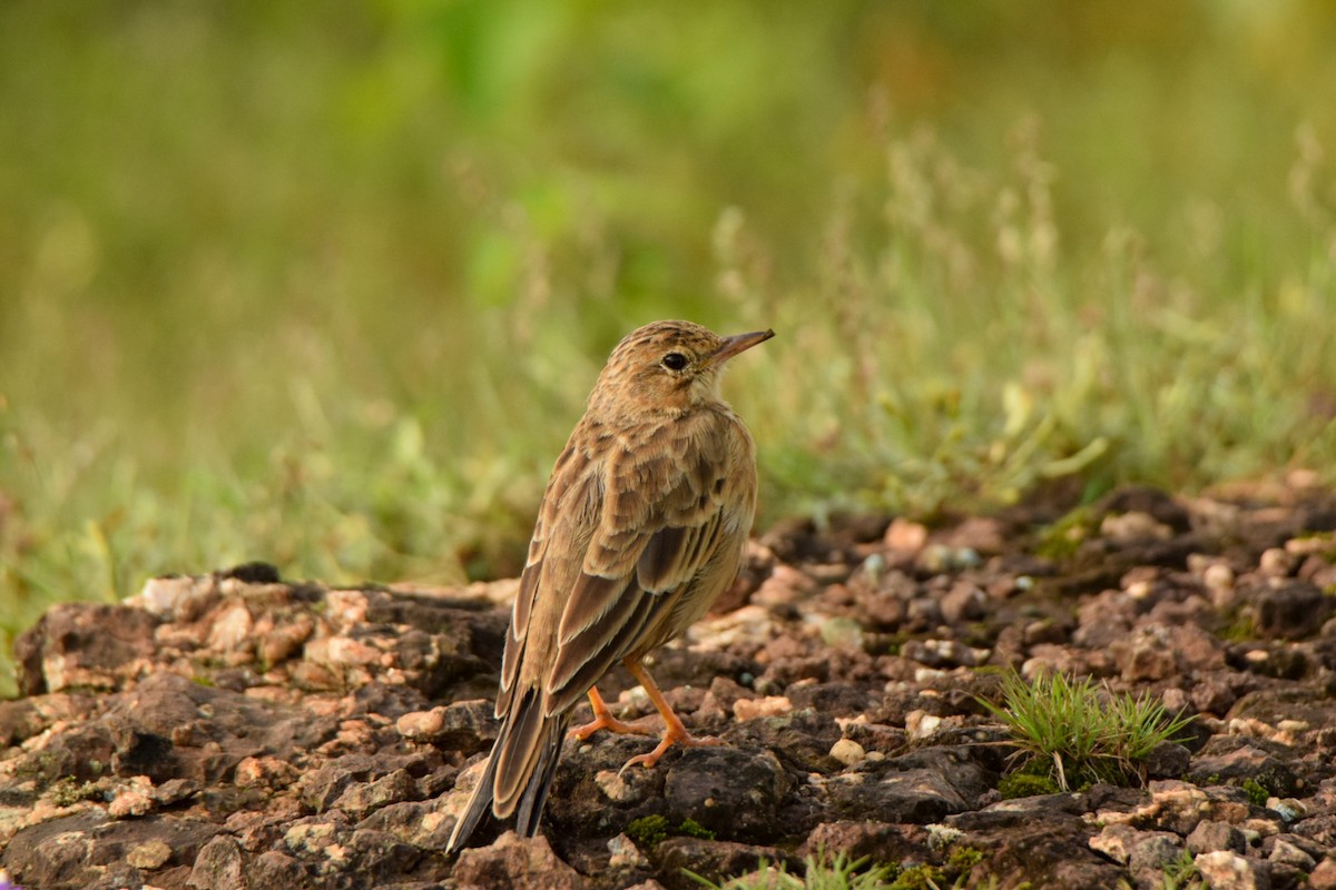 Paddyfield Pipit - ML642340068