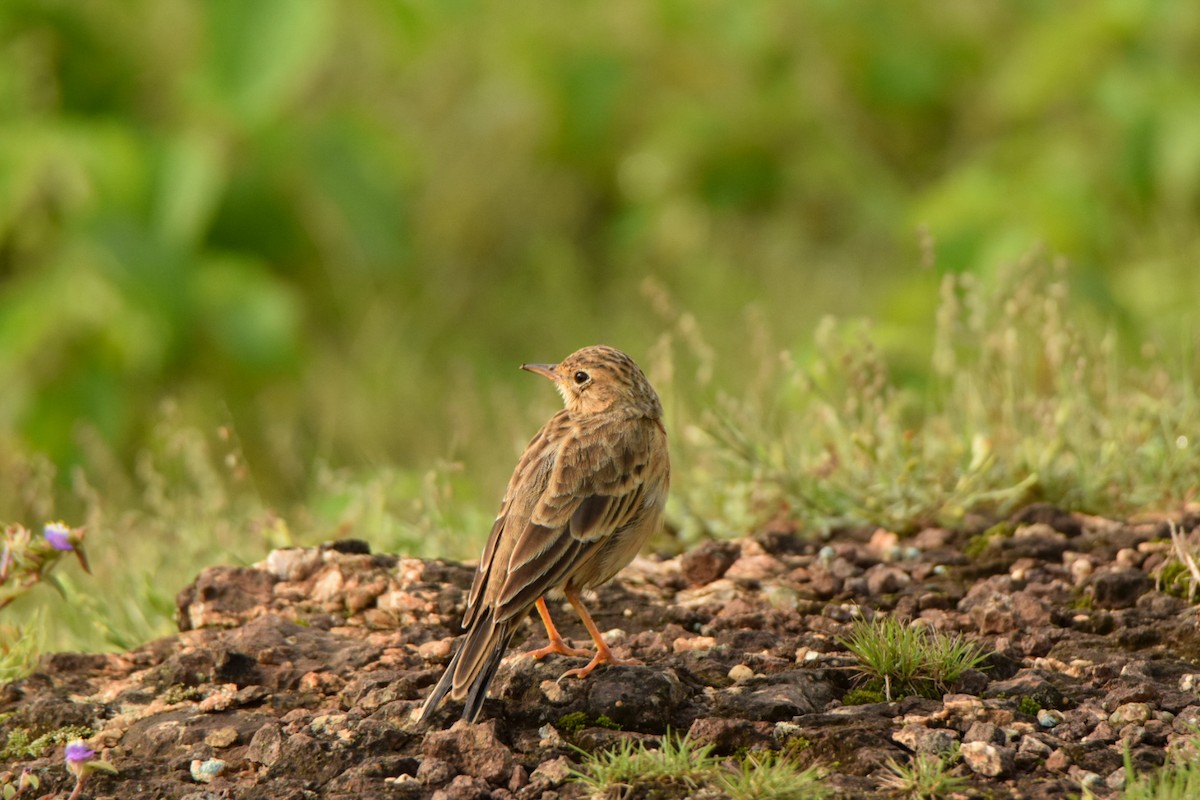 Paddyfield Pipit - ML642340072