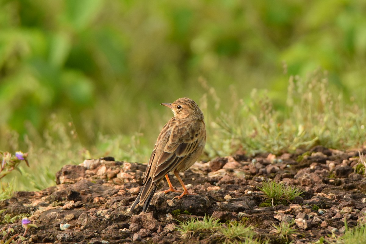Paddyfield Pipit - ML642340073