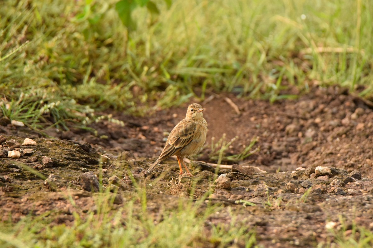 Paddyfield Pipit - ML642340075