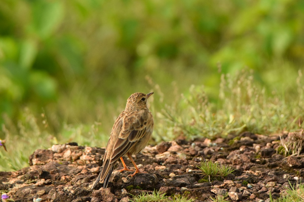 Paddyfield Pipit - ML642340076