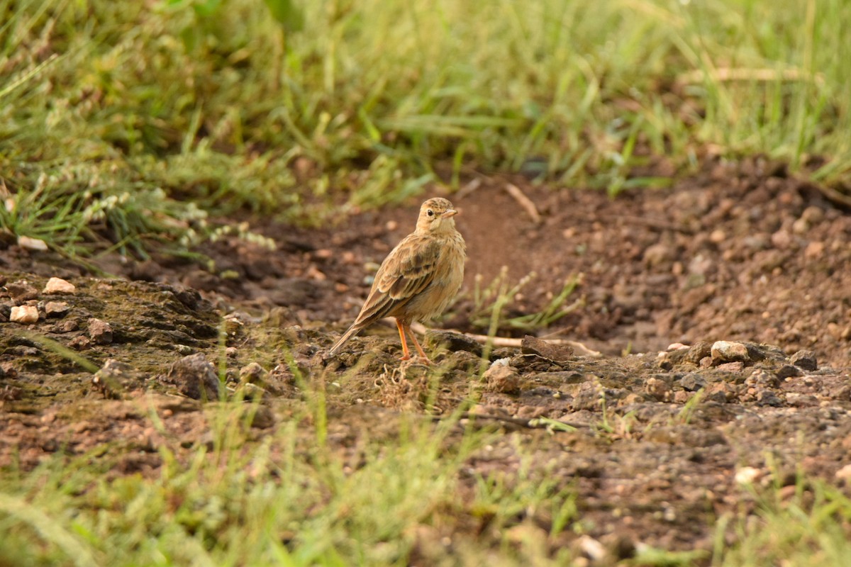 Paddyfield Pipit - ML642340077