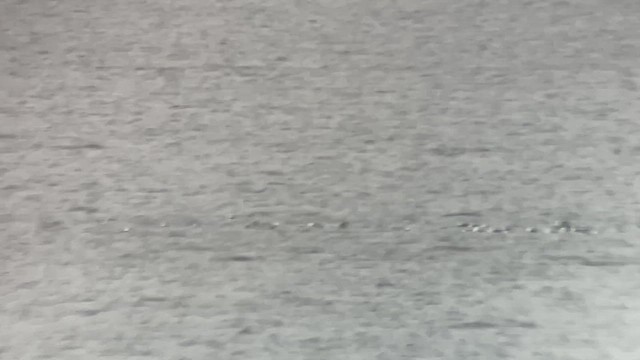 Lesser Black-backed Gull (fuscus) - ML642340080
