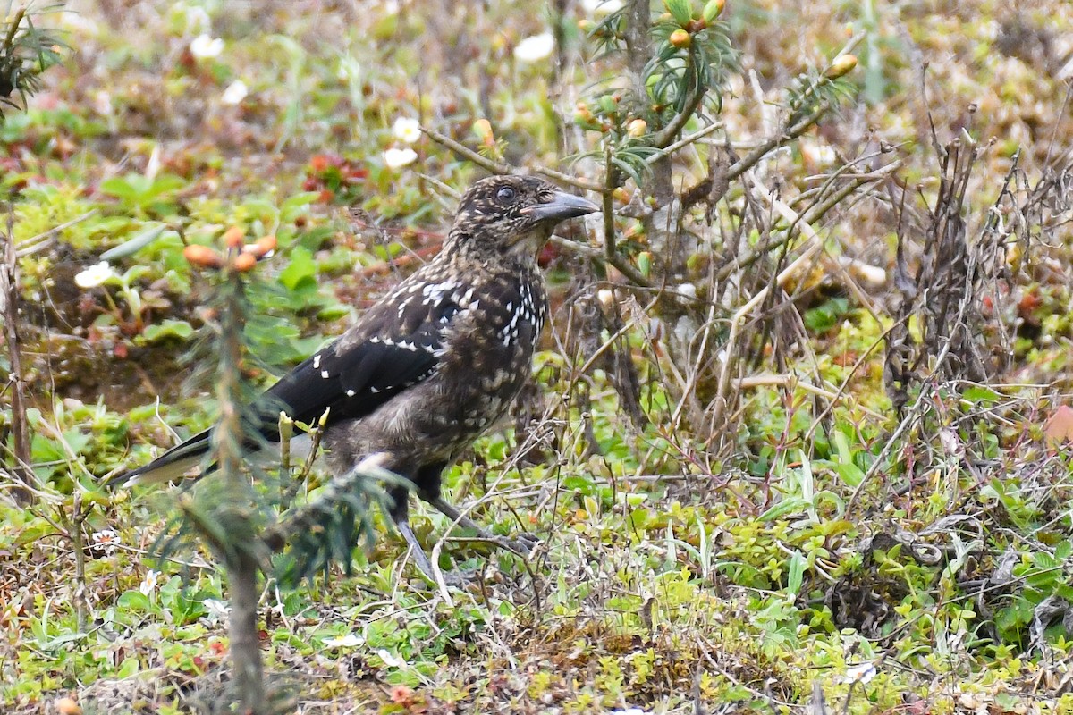 Southern Nutcracker - ML642340098
