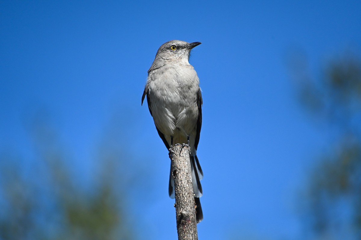 Northern Mockingbird - ML642340110