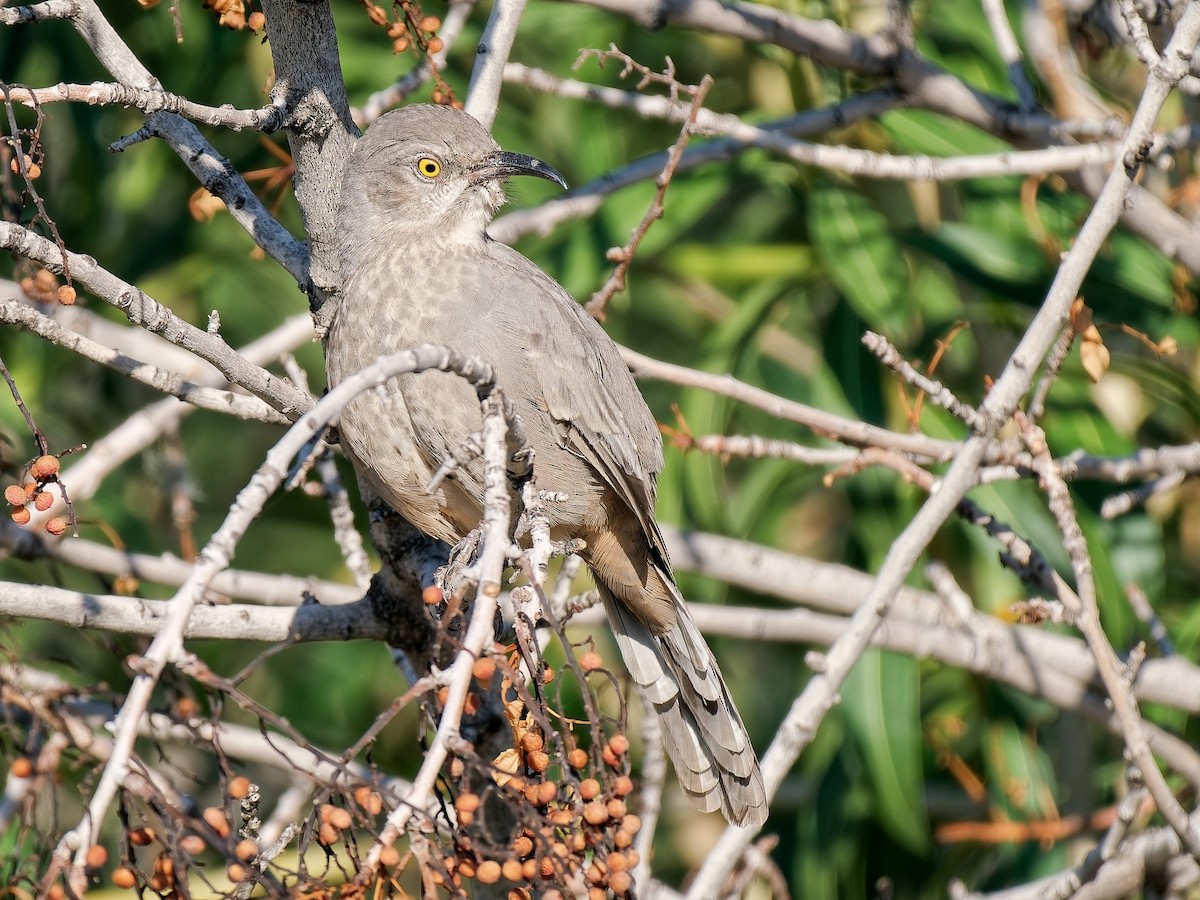 kaktusspottefugl - ML642340114