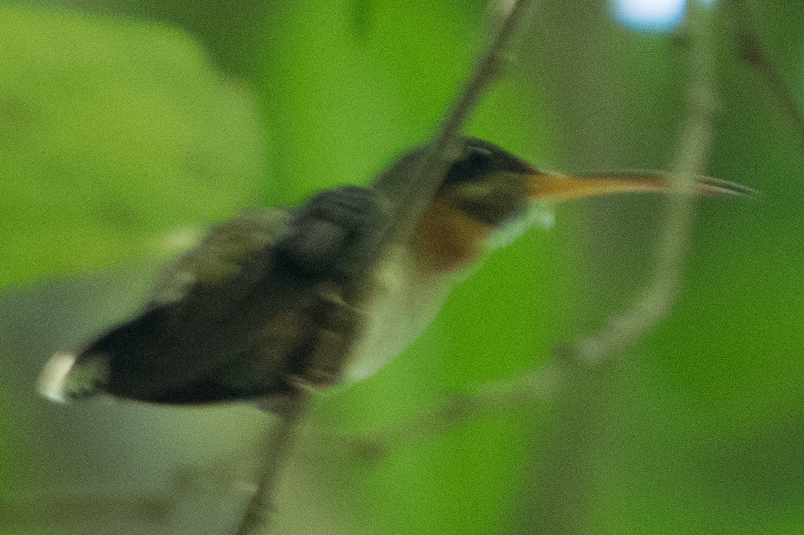 Band-tailed Barbthroat - ML642340148