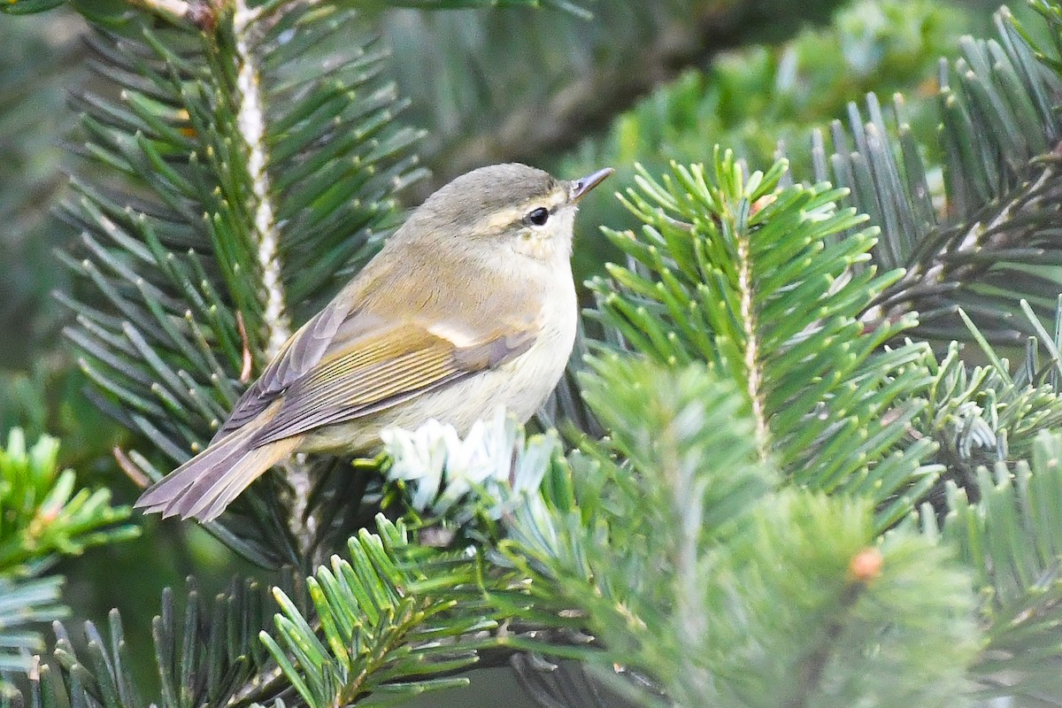 Greenish Warbler - ML642340150