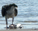 Osprey - ML642340184