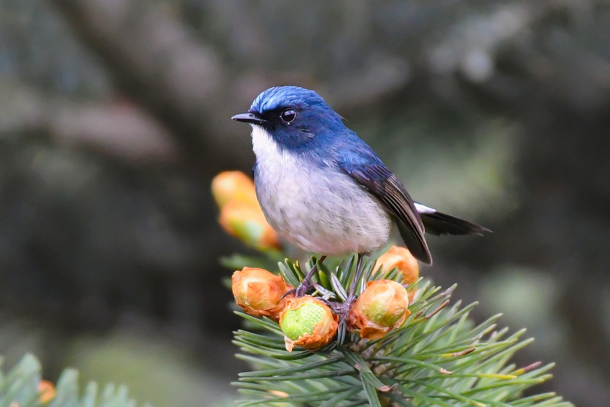 Slaty-blue Flycatcher - ML642340203