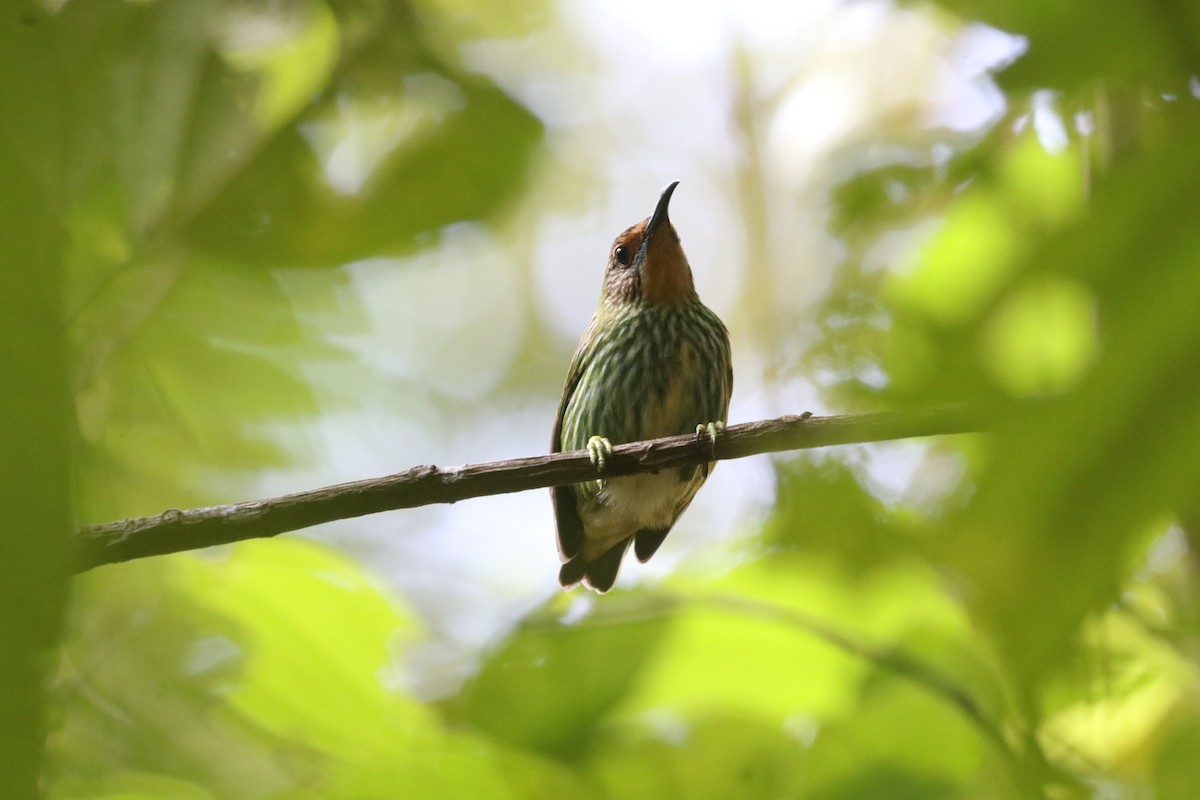 Purple Honeycreeper - ML642340208
