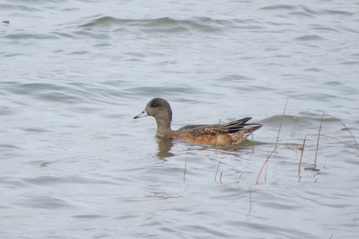 American Wigeon - ML642340216