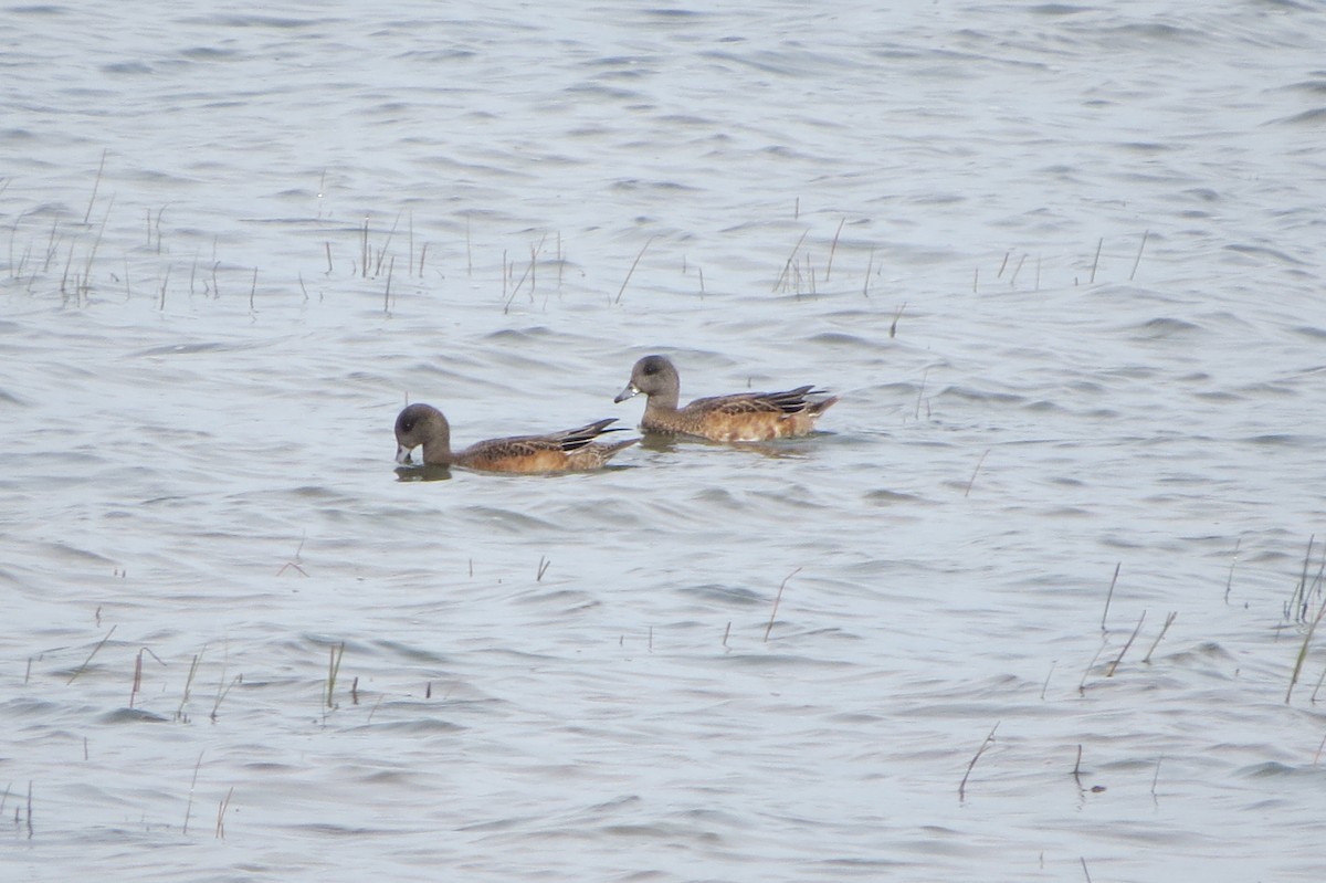 American Wigeon - ML642340217