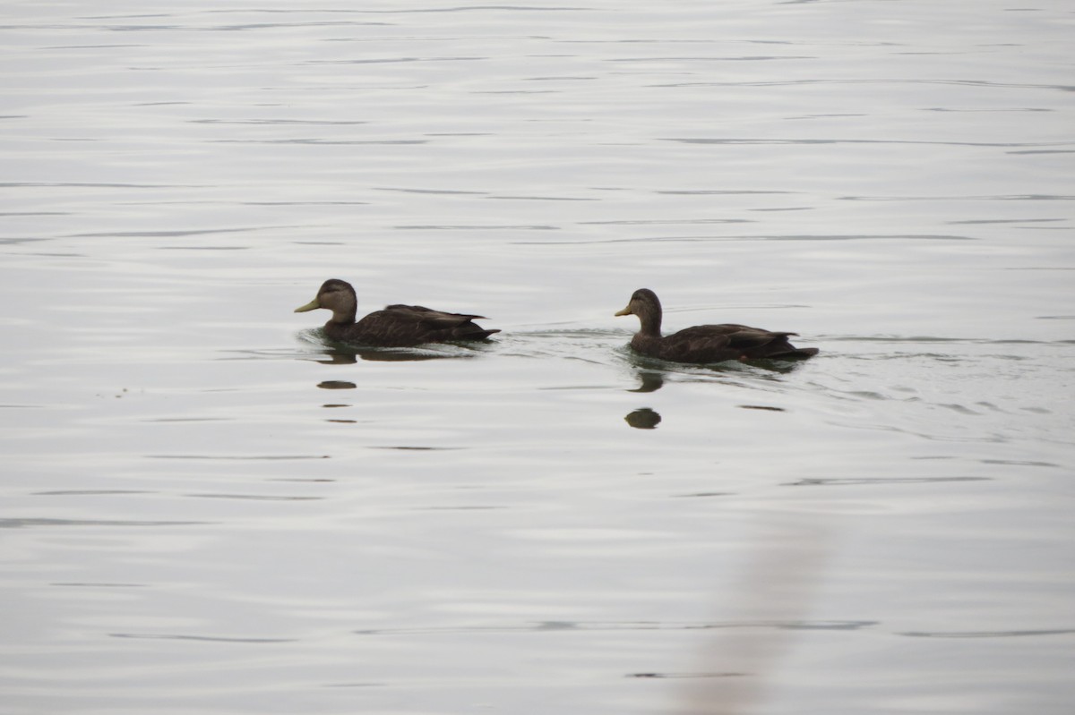 American Black Duck - ML642340228