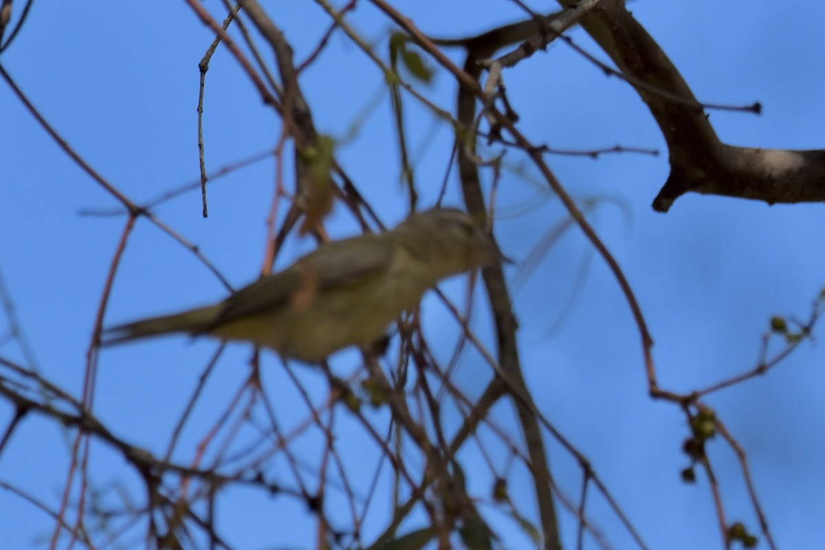 Warbling Vireo - ML642340233