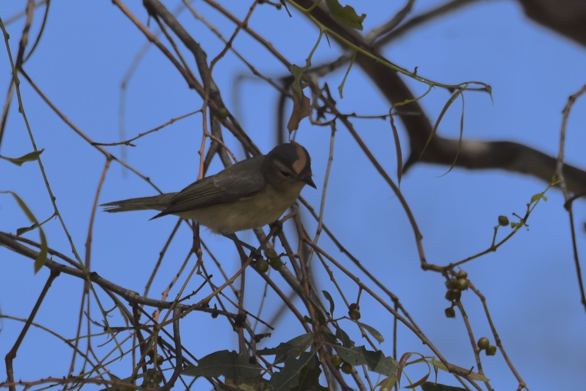 Warbling Vireo - ML642340234